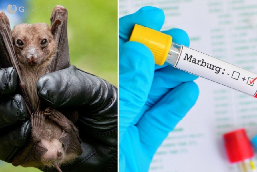 nguồn lây virus Marburg