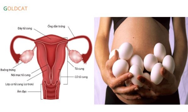 canh trứng sinh con trai