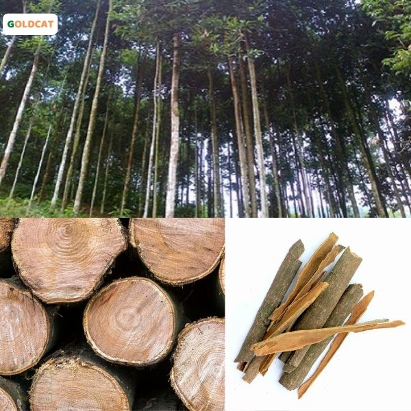 cũi trẻ em bằng gỗ quế