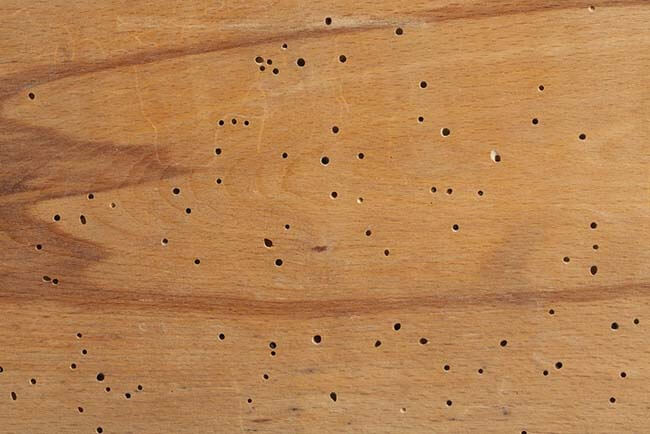 gỗ tự nhiên dễ bị mối mọt tấn công