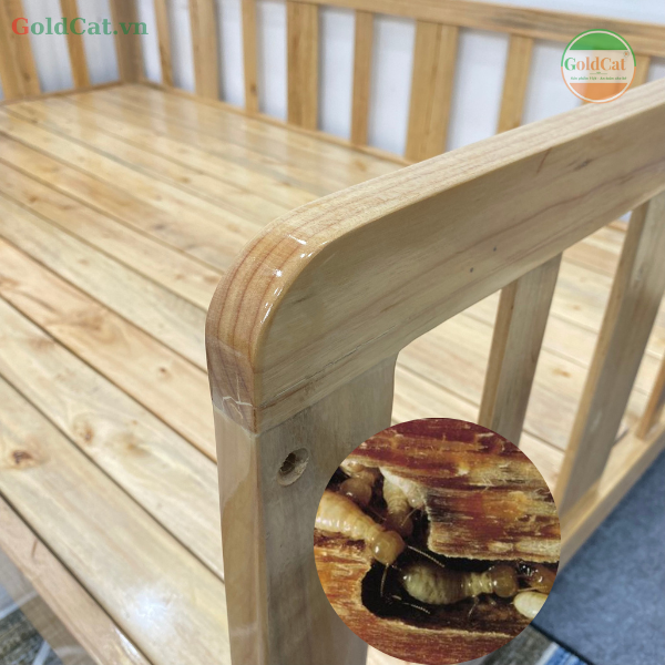 giường bị mối mọt
