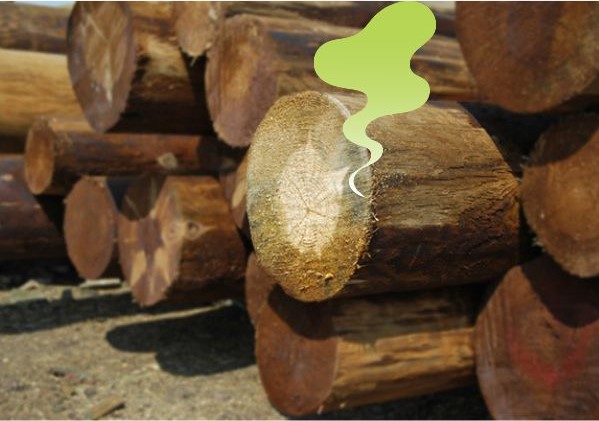 giường gỗ có mùi hôi khó chịu