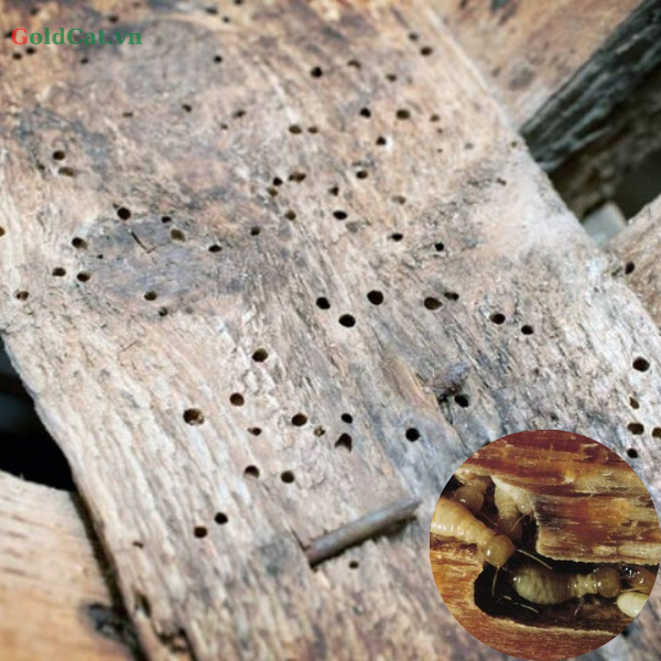 lỗ của mối mọt trên gỗ