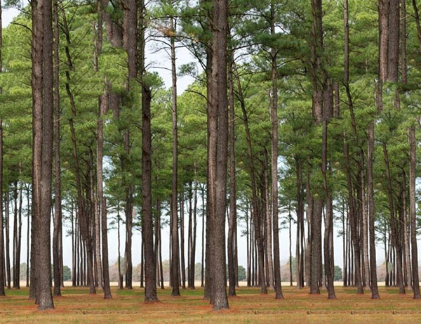 nguồn gốc của gỗ thông