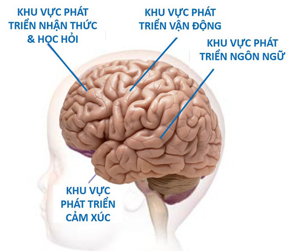 phương pháp Glenn Doman