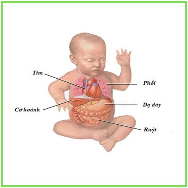 tăng cường tiêu hóa cho trẻ sơ sinh