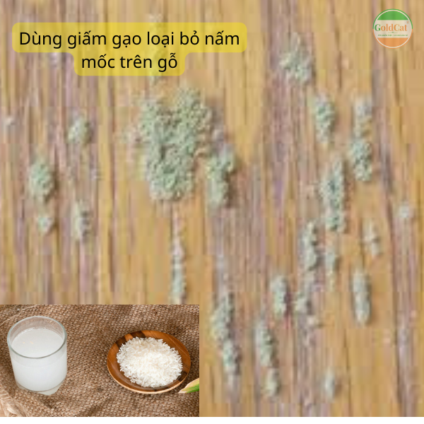 xử lý cũi bị nấm mốc