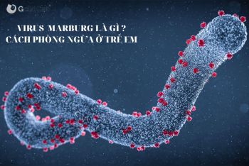 Virus Marburg và Ebola : Triệu chứng và cách phòng ngừa ở trẻ nhỏ