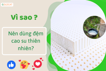 Vì sao nên dùng đệm cao su thiên nhiên?
